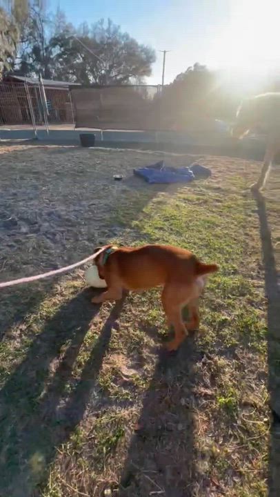 Enlarge Bubba, a ADOPTABLE Mastiff in Lakeland, FL video 3/6