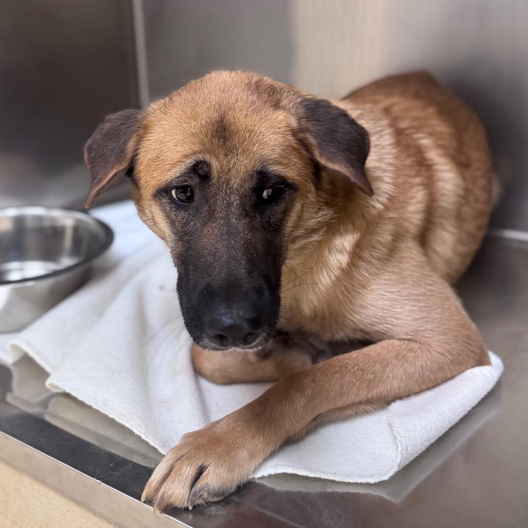 Enlarge Maru, a Adoptable Mixed Breed in Winston-Salem, NC image 1/1