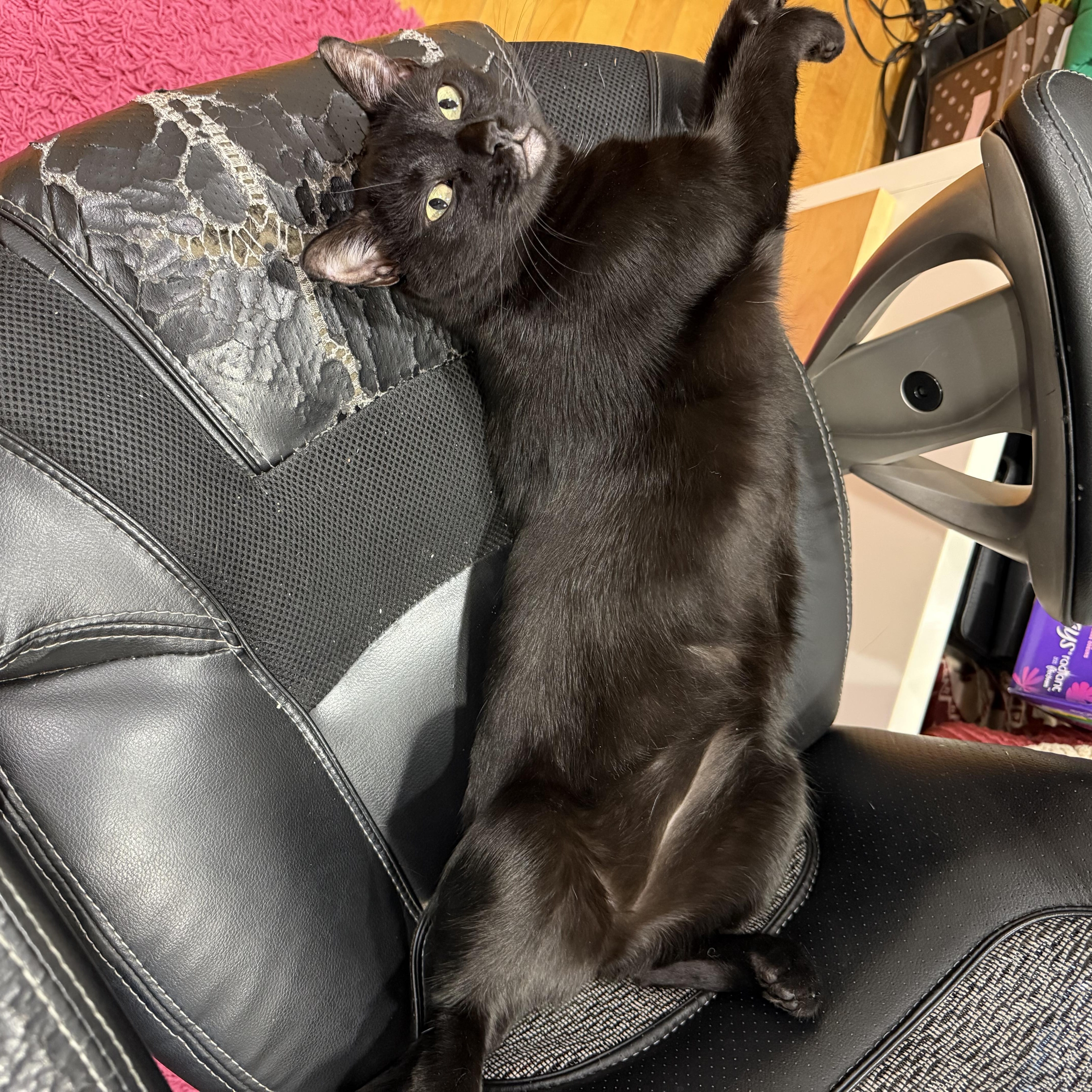 Moonie, an adopted Domestic Short Hair in Santa Ana, CA image 4/6