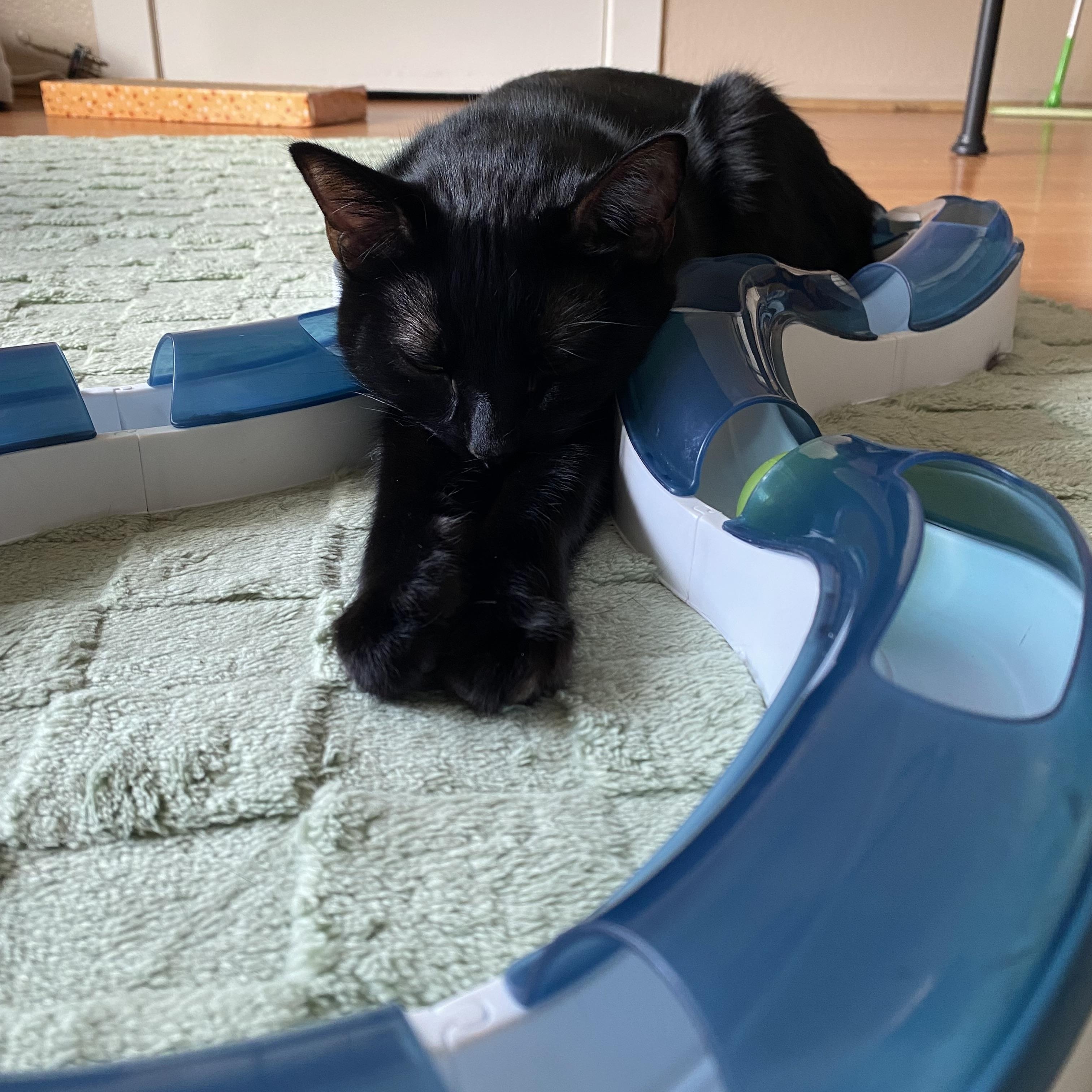 Moonie, an adopted Domestic Short Hair in Santa Ana, CA image 3/6