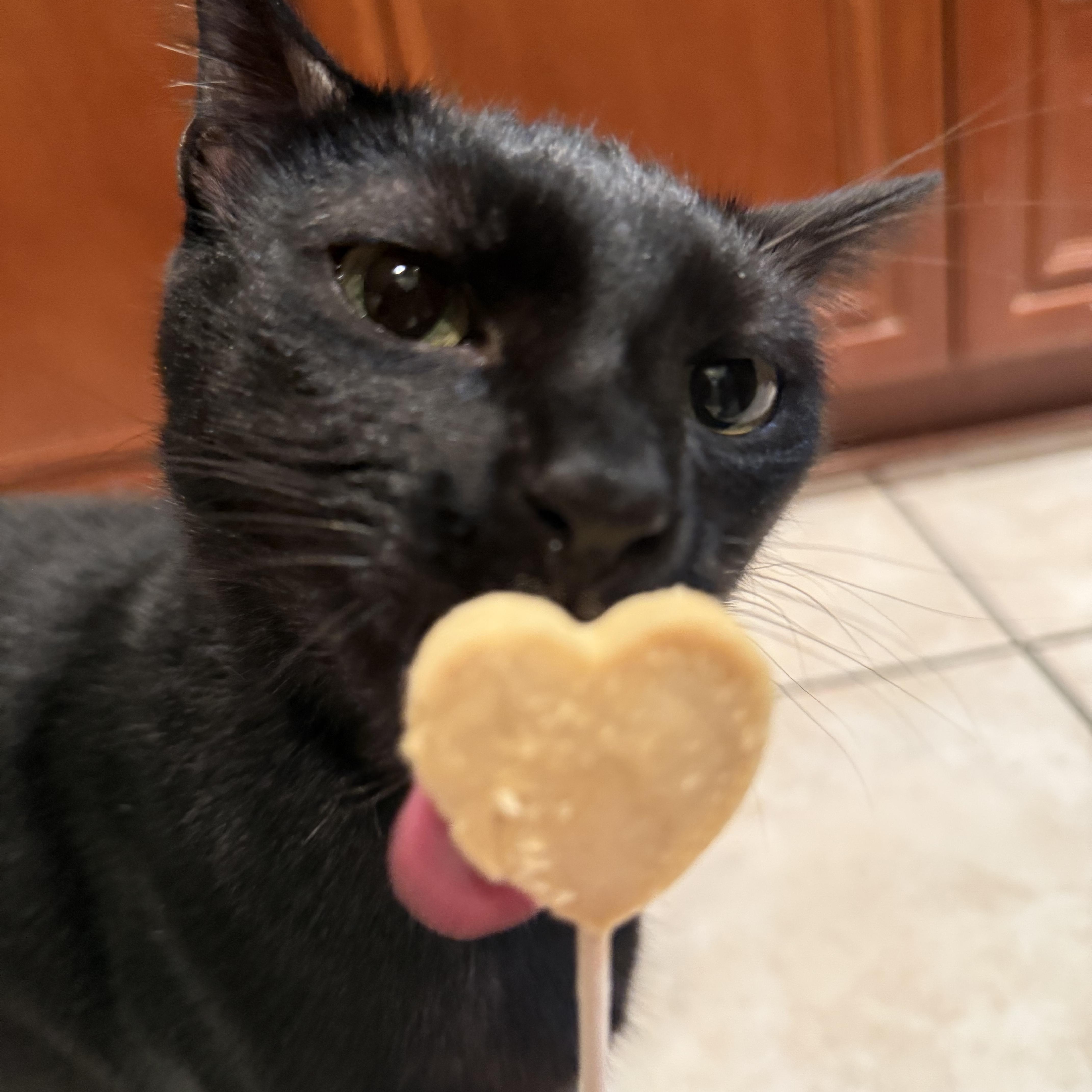 Moonie, an adopted Domestic Short Hair in Santa Ana, CA image 5/6