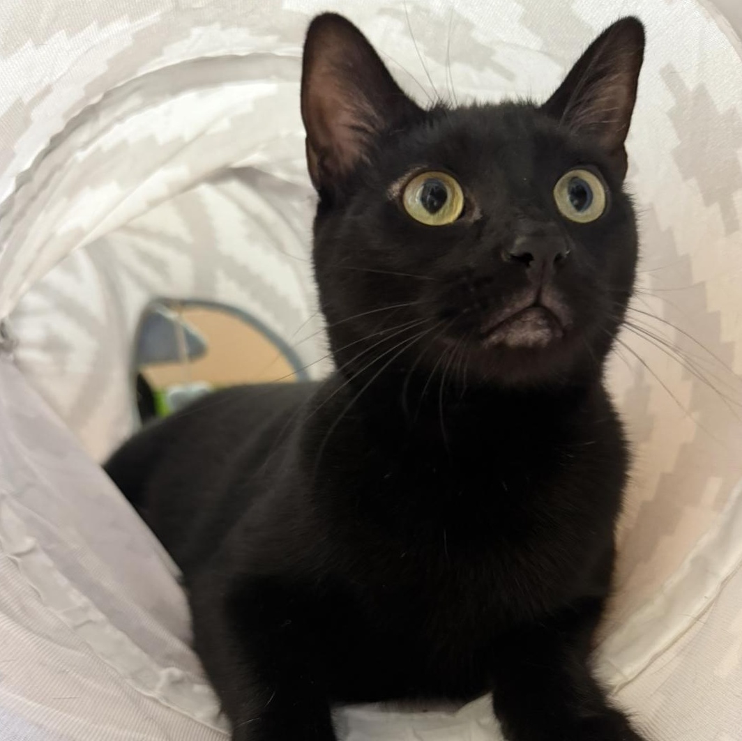 Moonie, adopted, Adult Female Domestic Short Hair.