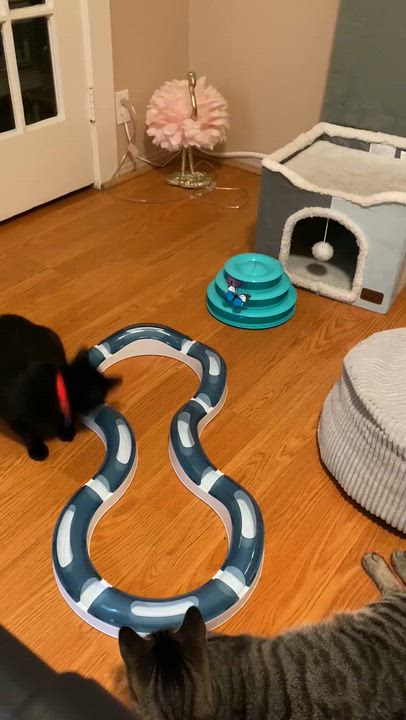 Enlarge Moonie, an adopted Domestic Short Hair in Santa Ana, CA video 6/6