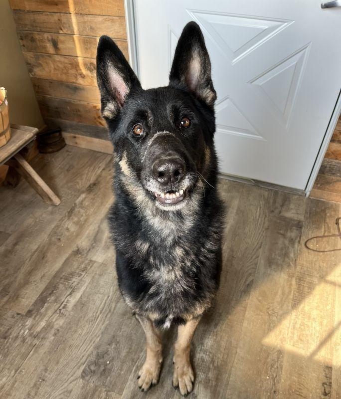 Enlarge Klause, a Adoptable German Shepherd Dog in Genoa, IL image 1/1