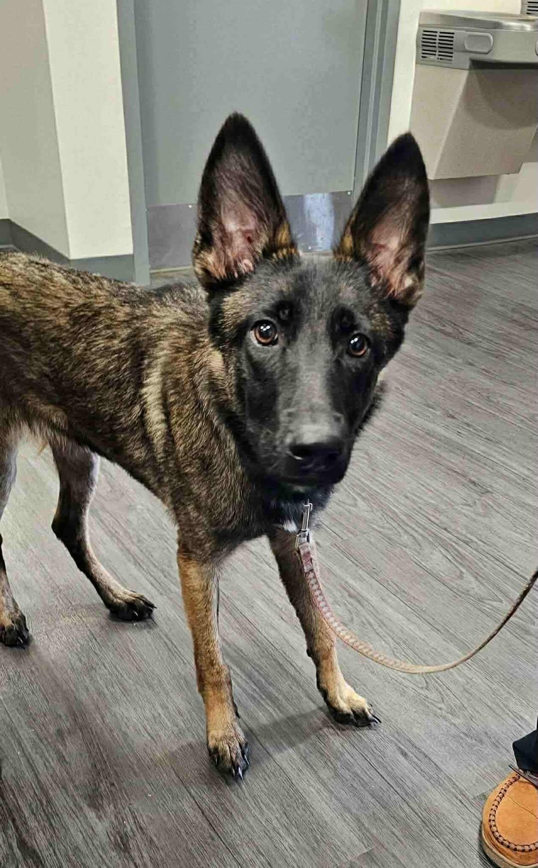 Enlarge Taylor, a Adoptable Belgian Shepherd / Malinois in New Smyrna Beach, FL image 1/1