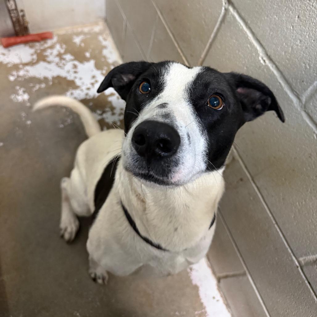 Enlarge April, a Adoptable Mixed Breed in Hamilton, GA image 1/6