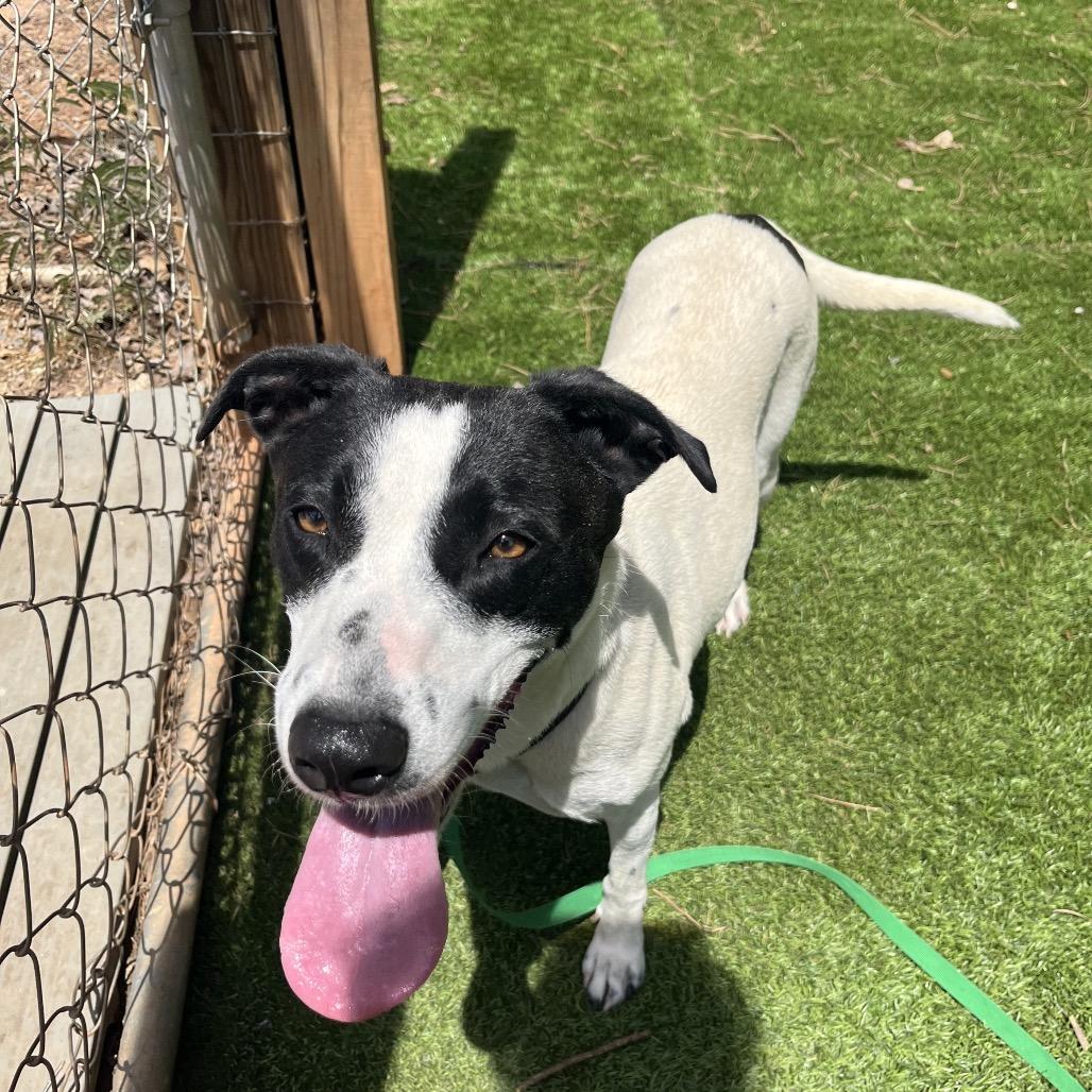 Enlarge April, a Adoptable Mixed Breed in Hamilton, GA image 2/6