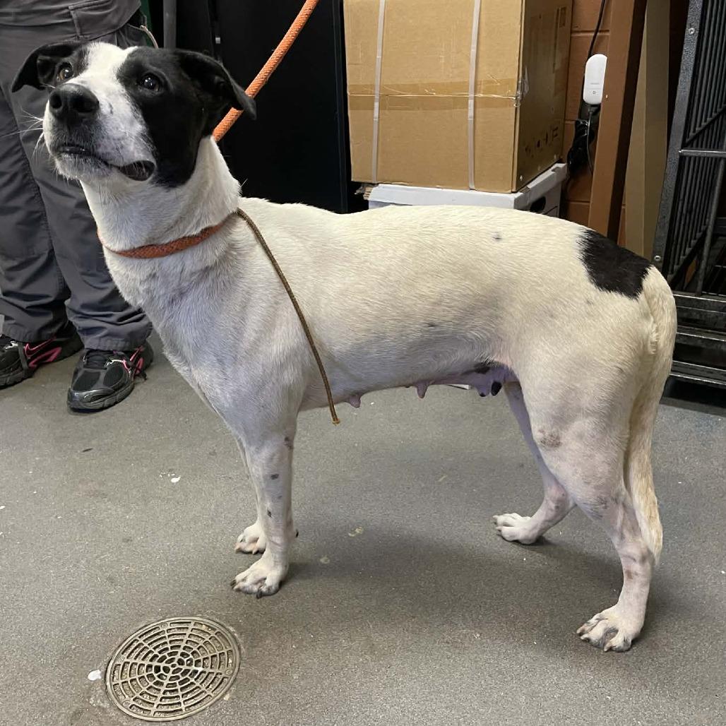 Enlarge April, a Adoptable Mixed Breed in Hamilton, GA image 3/6