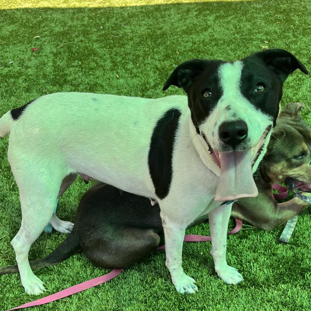 Enlarge April, a Adoptable Mixed Breed in Hamilton, GA image 4/6