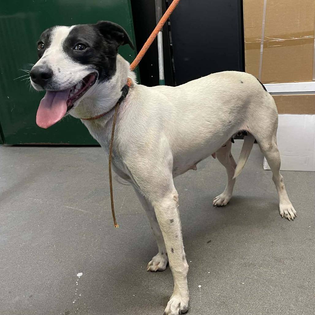 Enlarge April, a Adoptable Mixed Breed in Hamilton, GA image 5/6