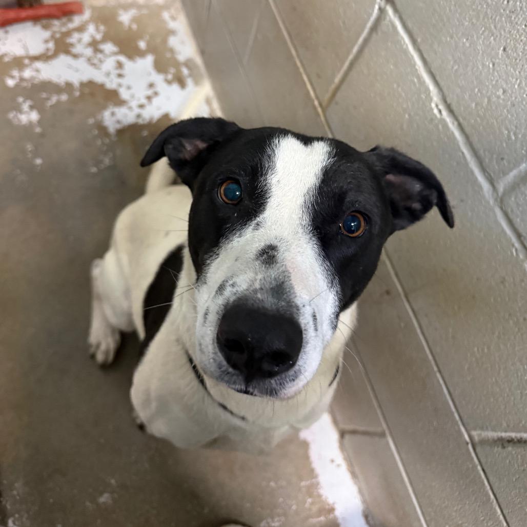 Enlarge April, a Adoptable Mixed Breed in Hamilton, GA image 6/6