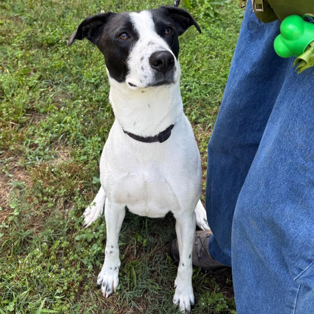 April 6175, a Adoptable Mixed Breed in Hamilton, GA image 6/6