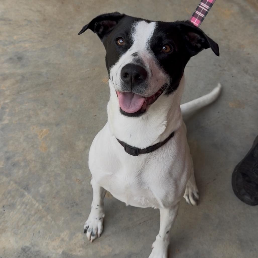 Enlarge April 6175, a Adoptable Mixed Breed in Hamilton, GA image 6/6