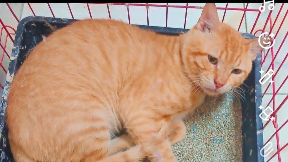 Simba, Adoptable, Adult Male Egyptian Mau & Bengal.