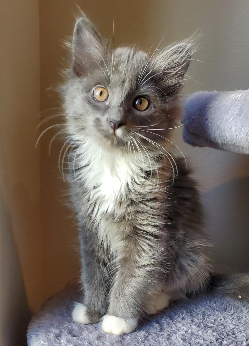 Capellini, Baby Female unknown