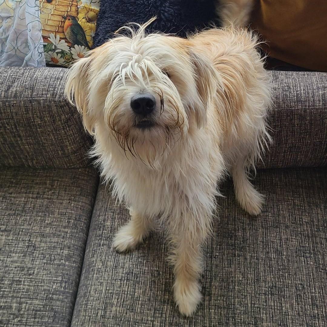 Coco, an adoptable Wheaten Terrier, Old English Sheepdog in Oroville, WA, 98844 | Photo Image 1