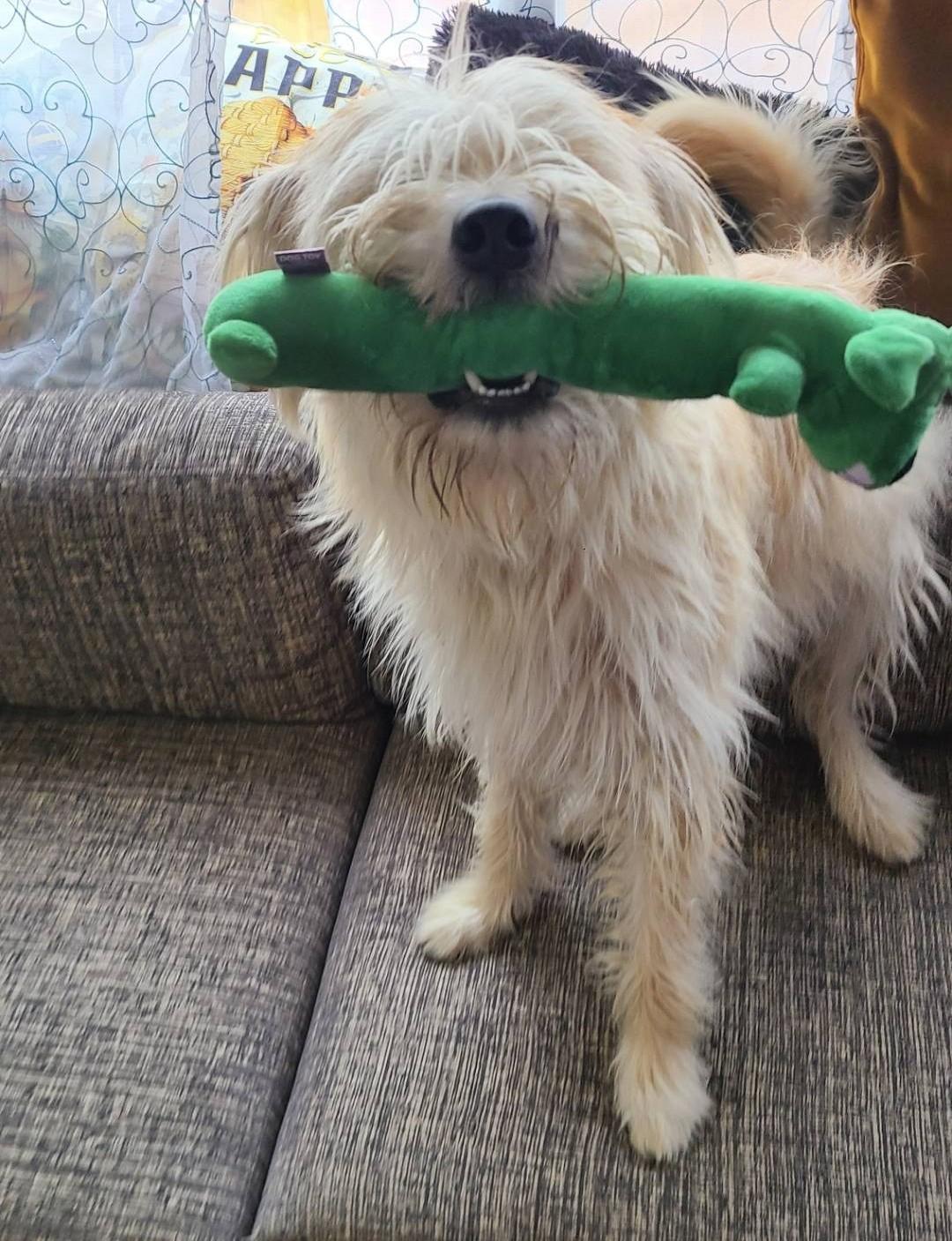 Coco, an adoptable Wheaten Terrier, Old English Sheepdog in Oroville, WA, 98844 | Photo Image 2