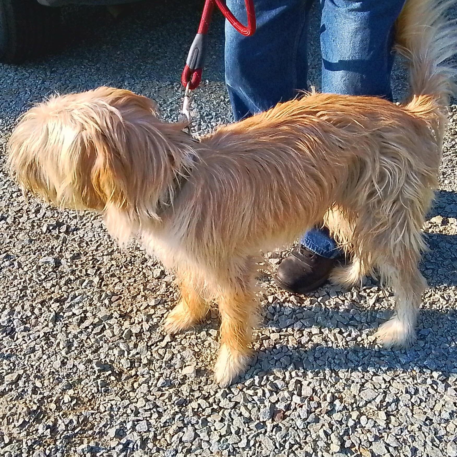 Coco, an adoptable Wheaten Terrier, Old English Sheepdog in Oroville, WA, 98844 | Photo Image 4