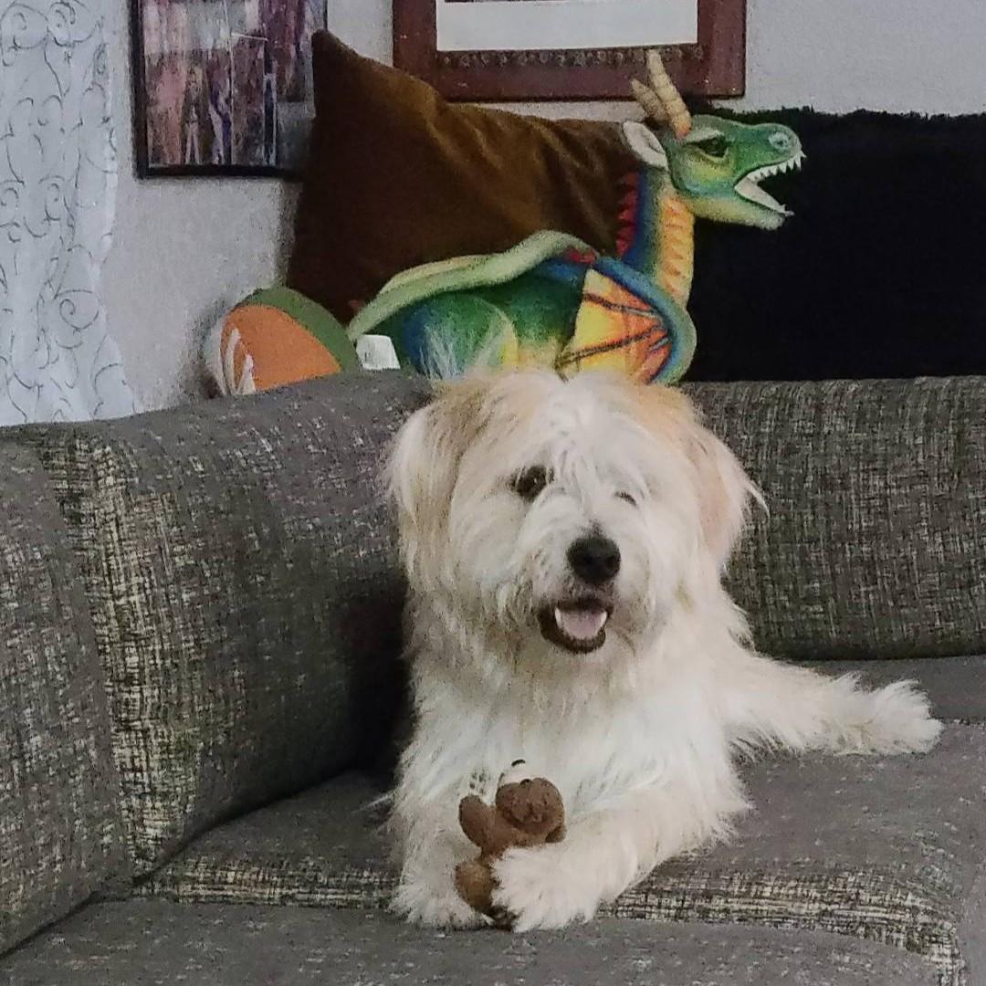 Coco, an adoptable Wheaten Terrier, Old English Sheepdog in Oroville, WA, 98844 | Photo Image 3