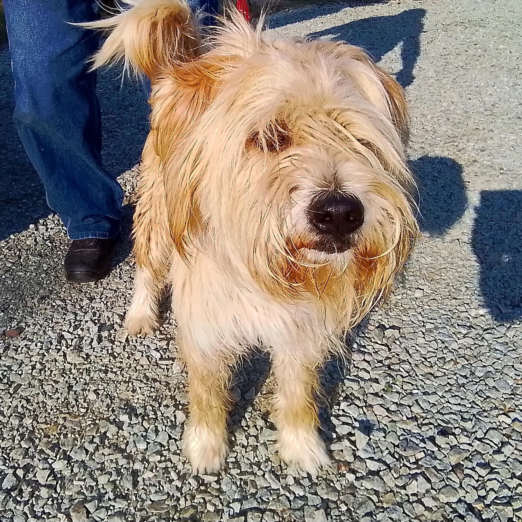 Coco, an adoptable Wheaten Terrier, Old English Sheepdog in Oroville, WA, 98844 | Photo Image 5