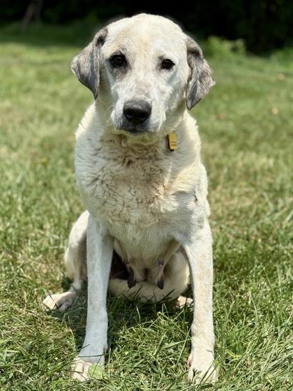 Henley, Adoptable, Adult Female Bernese Mountain Dog & Great Pyrenees.