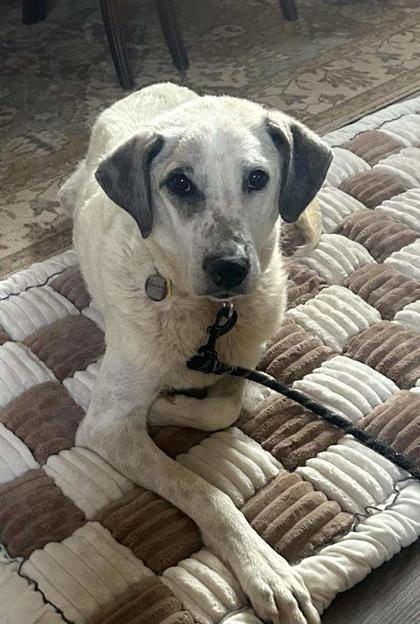 Enlarge Henley, a Adoptable mixed breed in Malvern, PA image 1/3