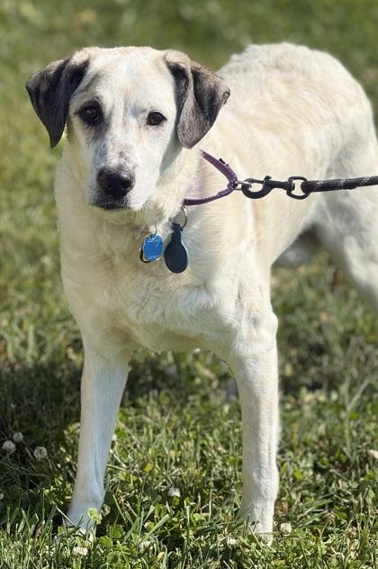 Enlarge Henley, a Adoptable mixed breed in Malvern, PA image 1/3