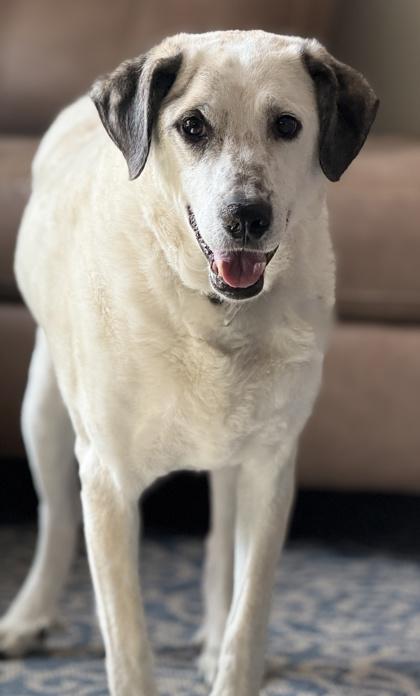 Enlarge Henley, a Adoptable mixed breed in Malvern, PA image 2/3
