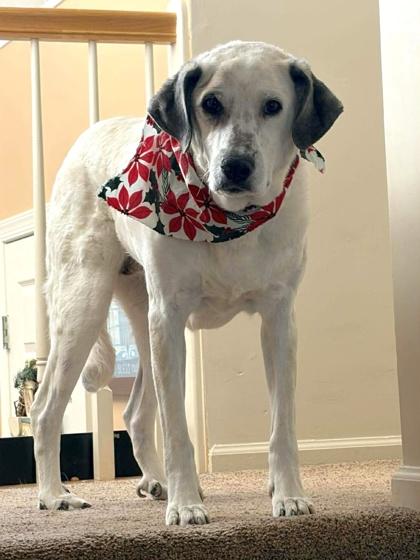 Enlarge Henley, a Adoptable mixed breed in Malvern, PA image 2/3