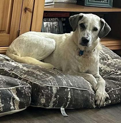 Henley, a Adoptable mixed breed in Malvern, PA image 3/3