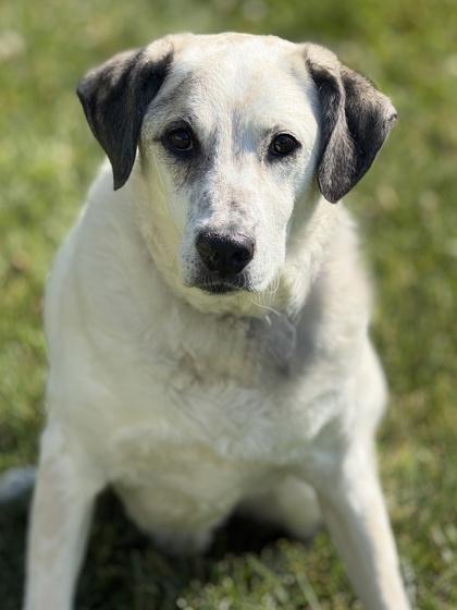 Enlarge Henley, a Adoptable mixed breed in Malvern, PA image 3/3
