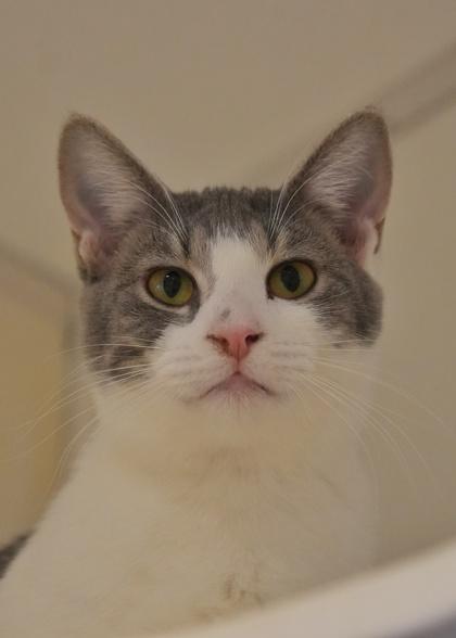 Goo 58258, a Adoptable Domestic Short Hair in Aiken, SC image 1/2