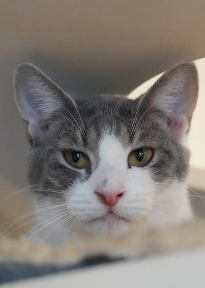 Goo 58258, a Adoptable Domestic Short Hair in Aiken, SC image 2/2