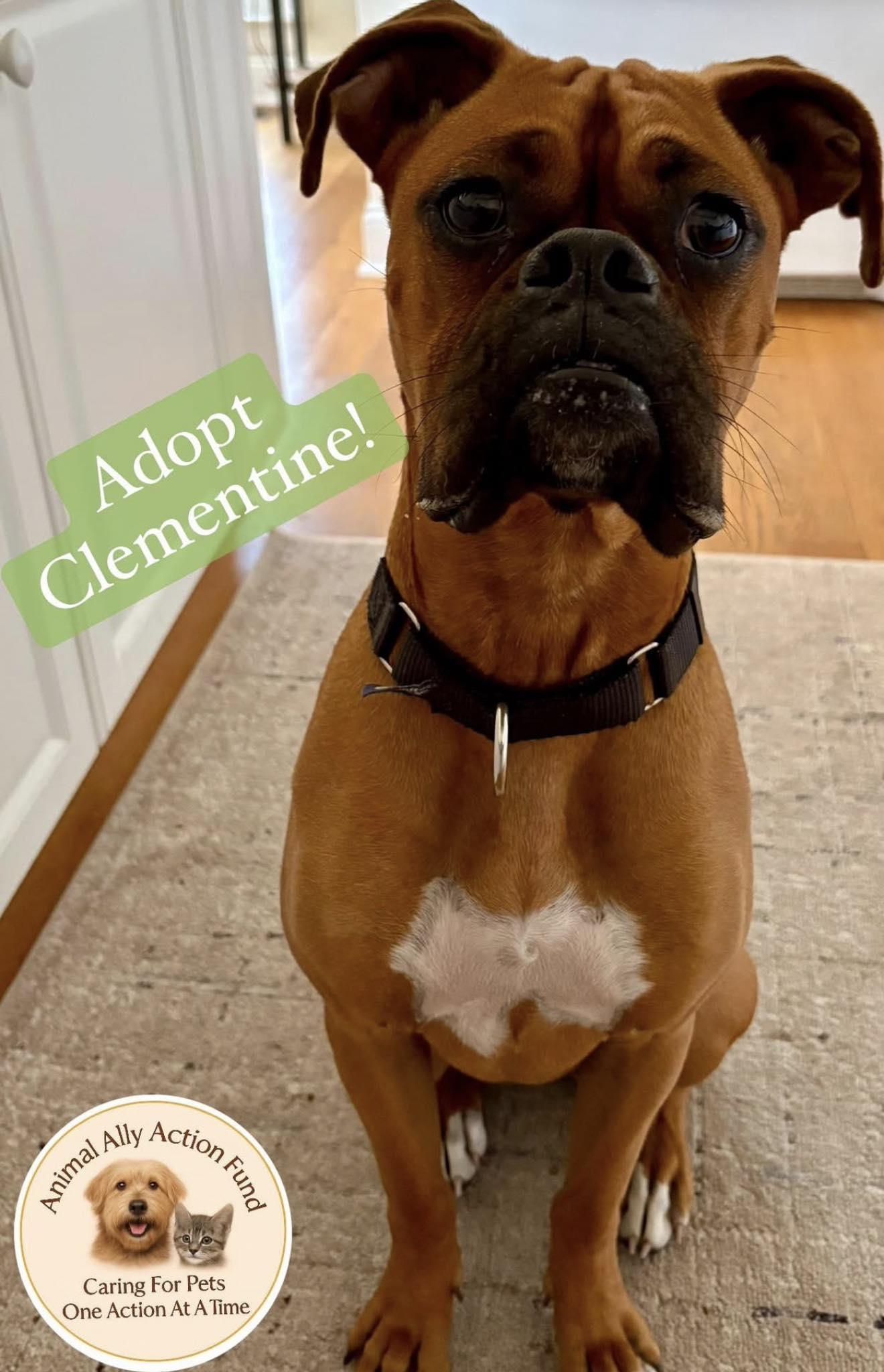 Enlarge Clementine, a Adoptable Boxer in Bolivia, NC image 1/1