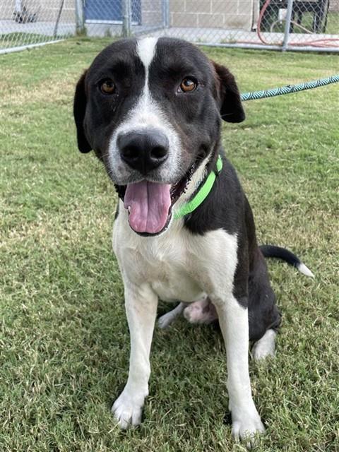 Enlarge JESTER, a Adoptable Labrador Retriever in Corpus Christi, TX image 1/1