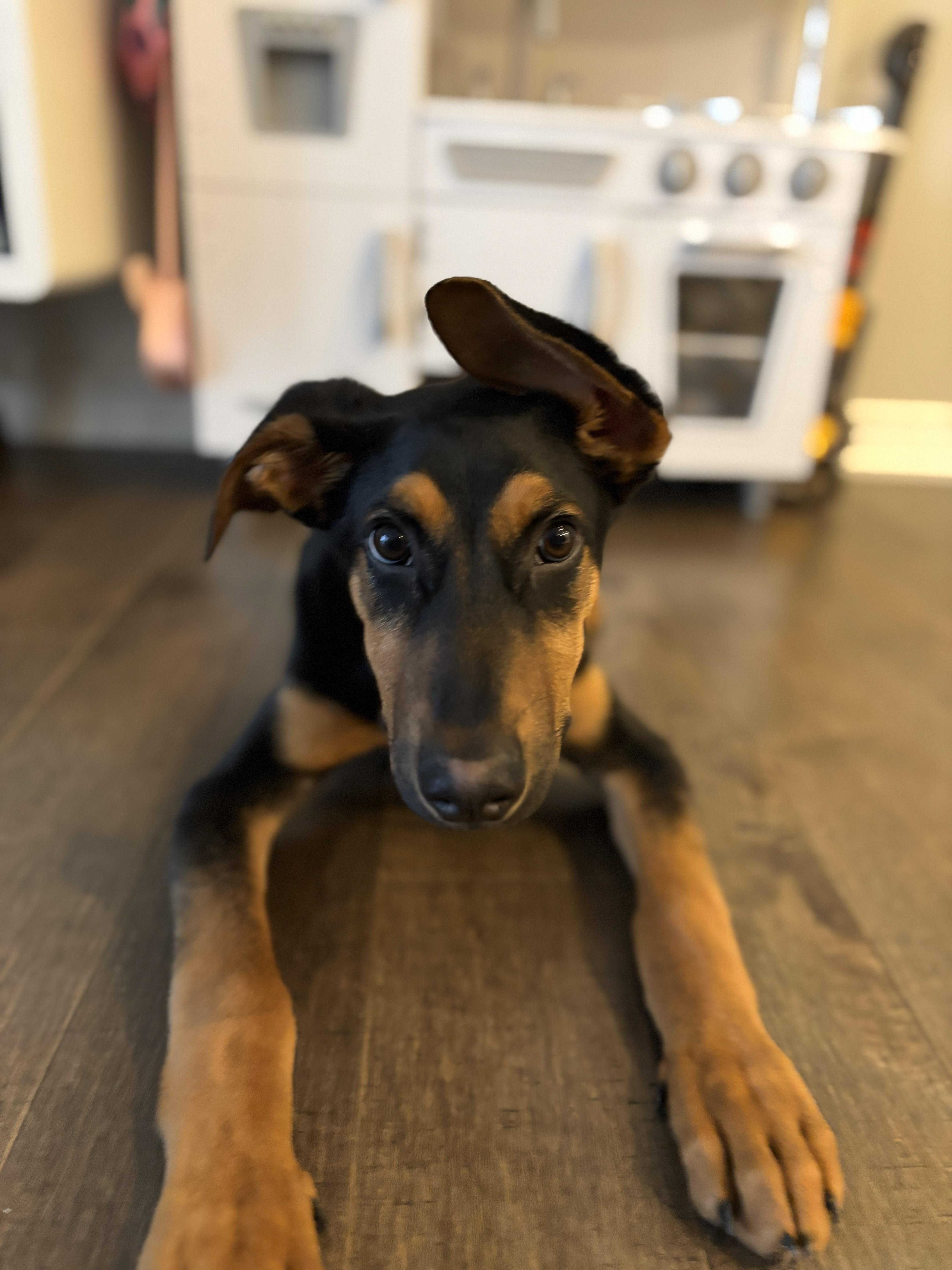 Enlarge Marty, a ADOPTABLE mixed breed in Owen Sound, ON image 4/4