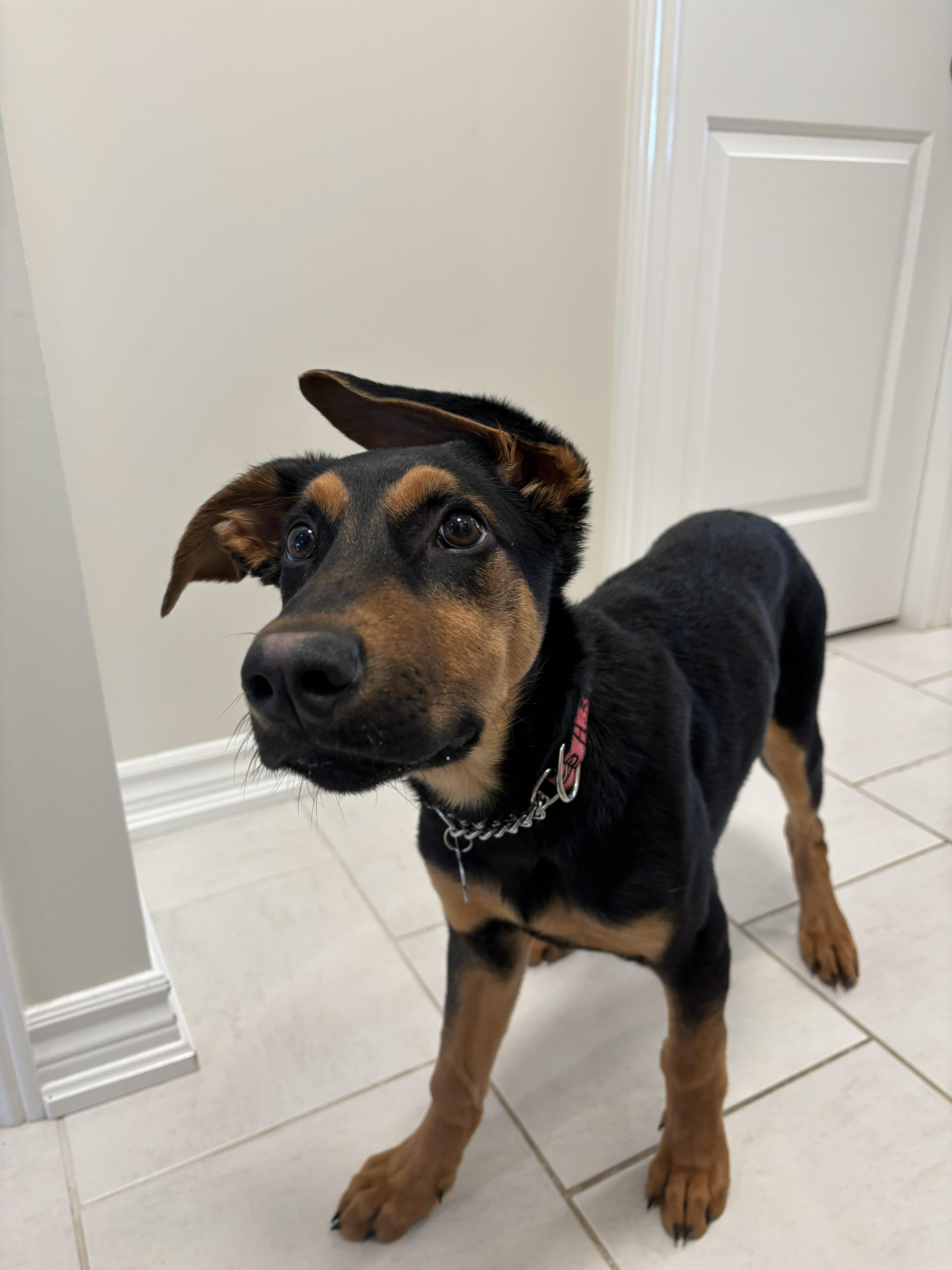 Enlarge Marty, a ADOPTABLE mixed breed in Owen Sound, ON image 2/4