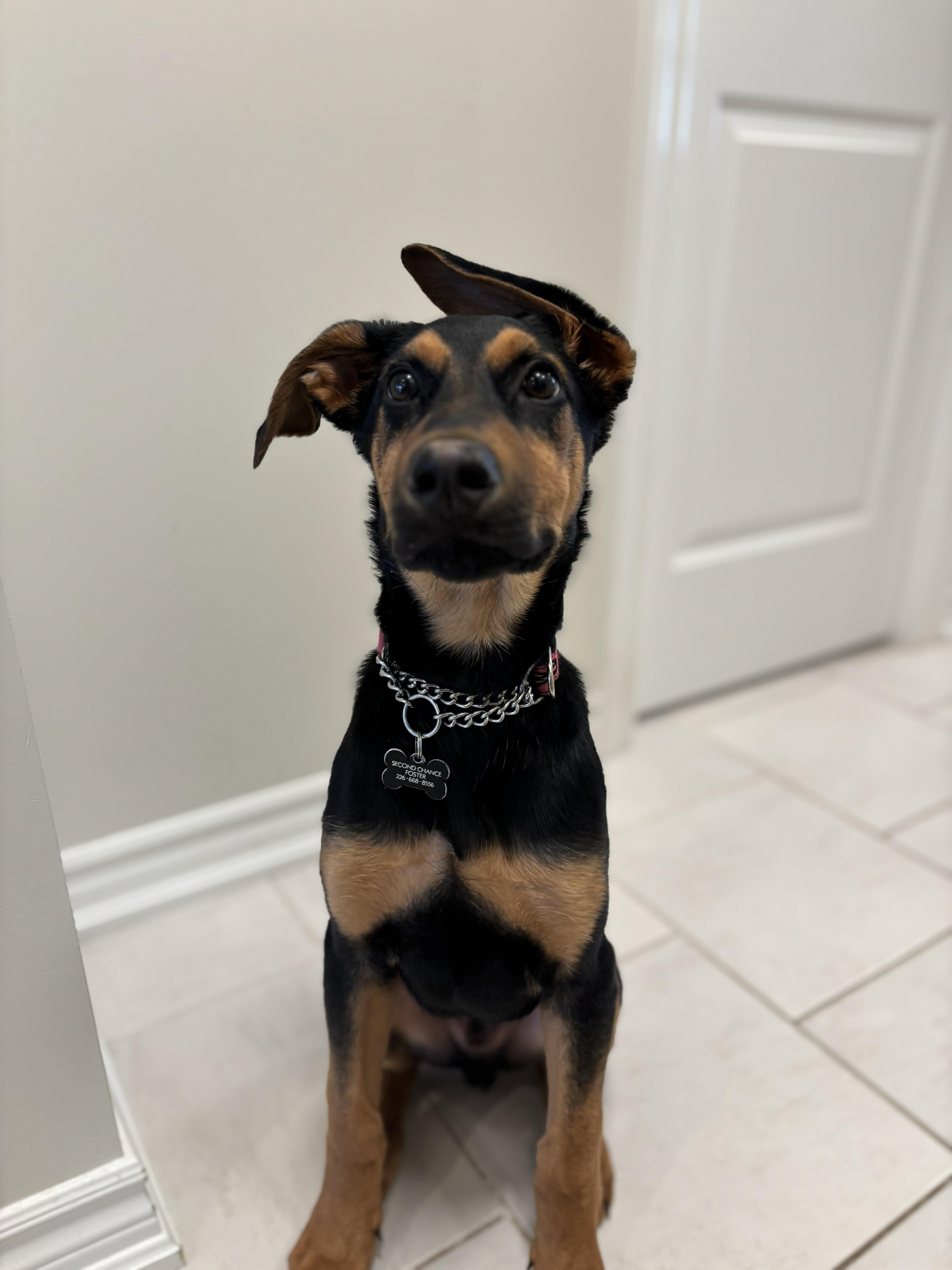 Enlarge Marty, a ADOPTABLE mixed breed in Owen Sound, ON image 3/4