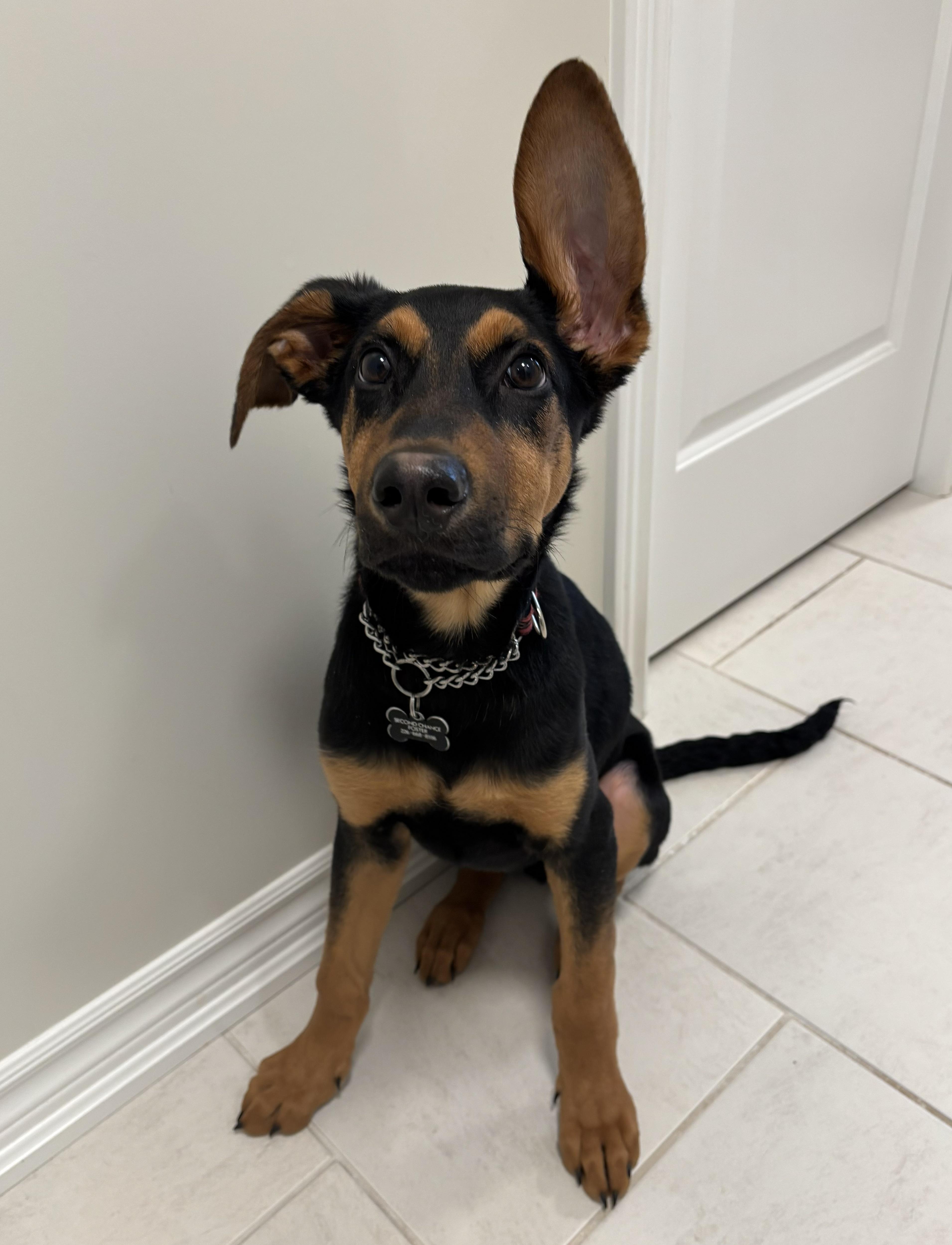Marty, ADOPTABLE, Young Male German Shepherd Dog & Black Labrador Retriever.