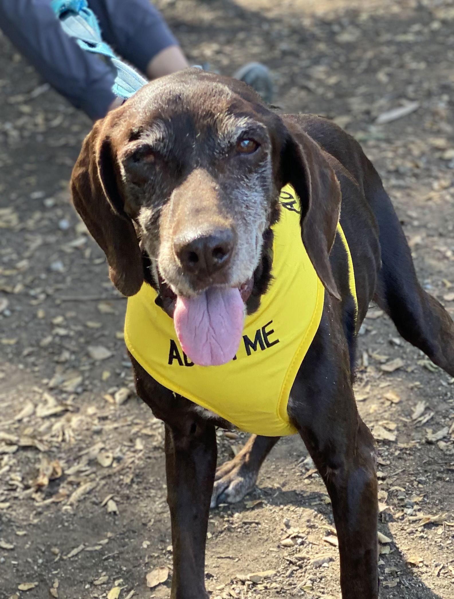 Betty, Adoptable, Senior Female German Shorthaired Pointer.