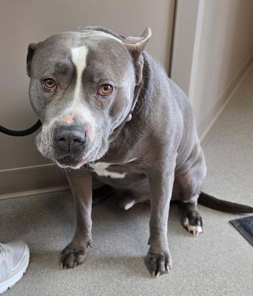 Enlarge Earl, a Adoptable Pit Bull Terrier in La Porte, IN image 1/2
