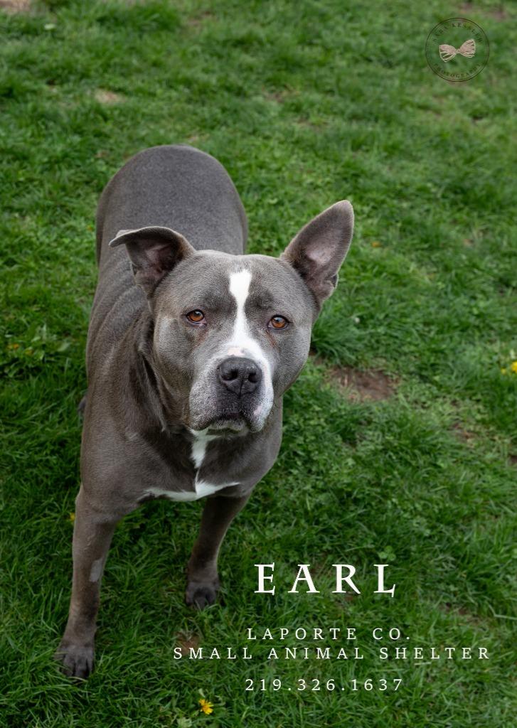 Enlarge Earl, a Adoptable Pit Bull Terrier in La Porte, IN image 2/3