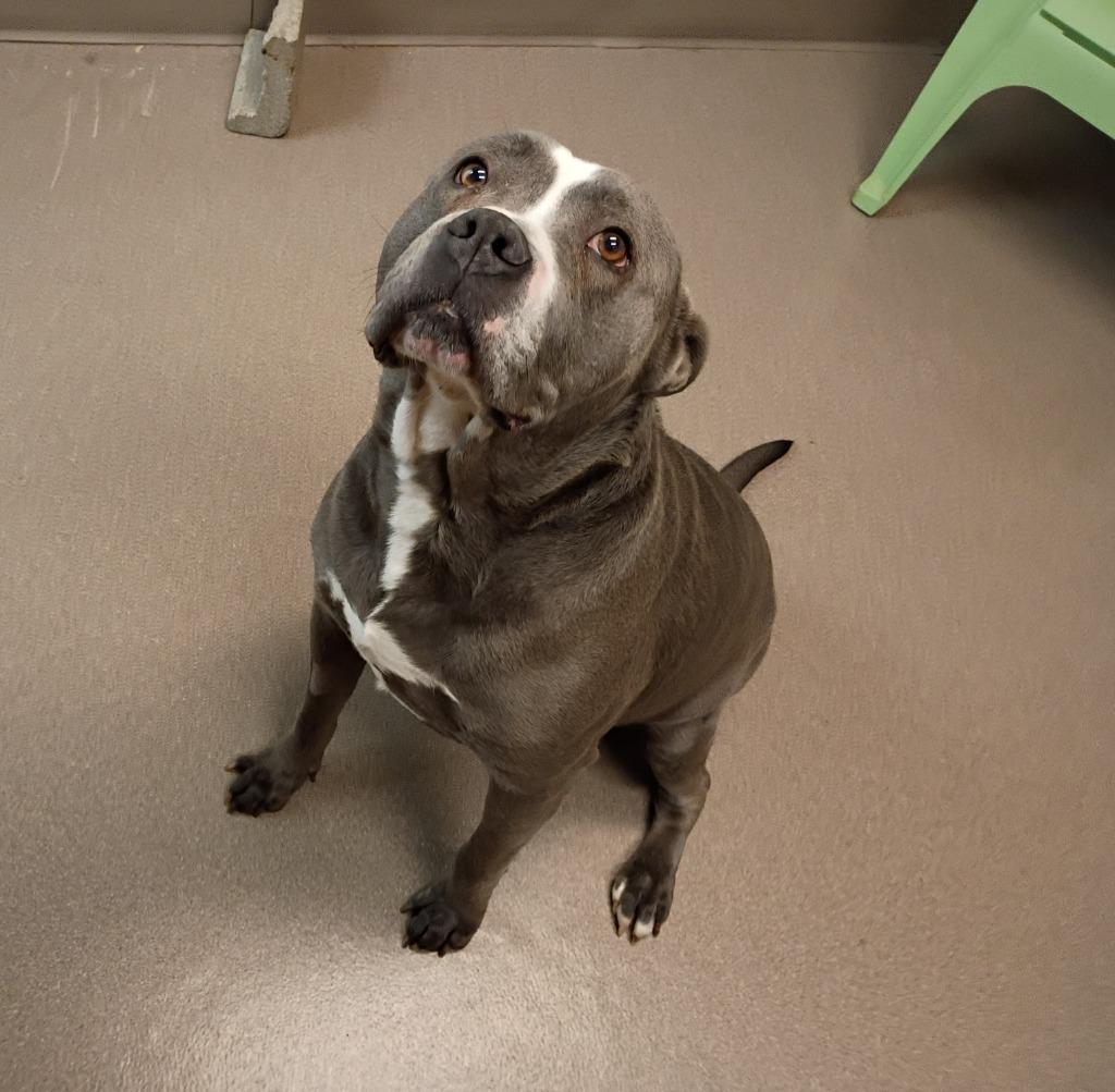 Enlarge Earl, a Adoptable Pit Bull Terrier in La Porte, IN image 2/2