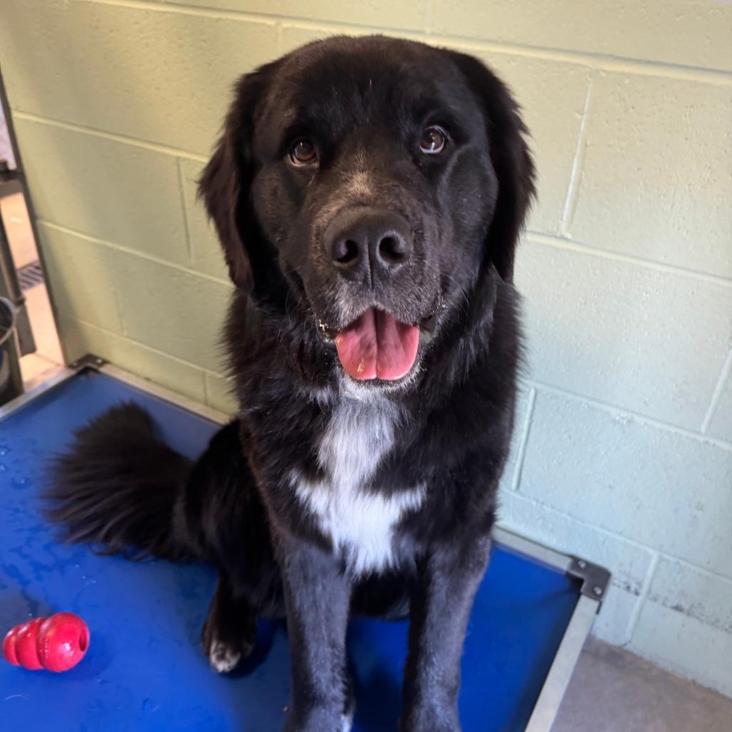 Tonka (Purple collar), Adoptable, Young Male Saint Bernard & Golden Retriever.