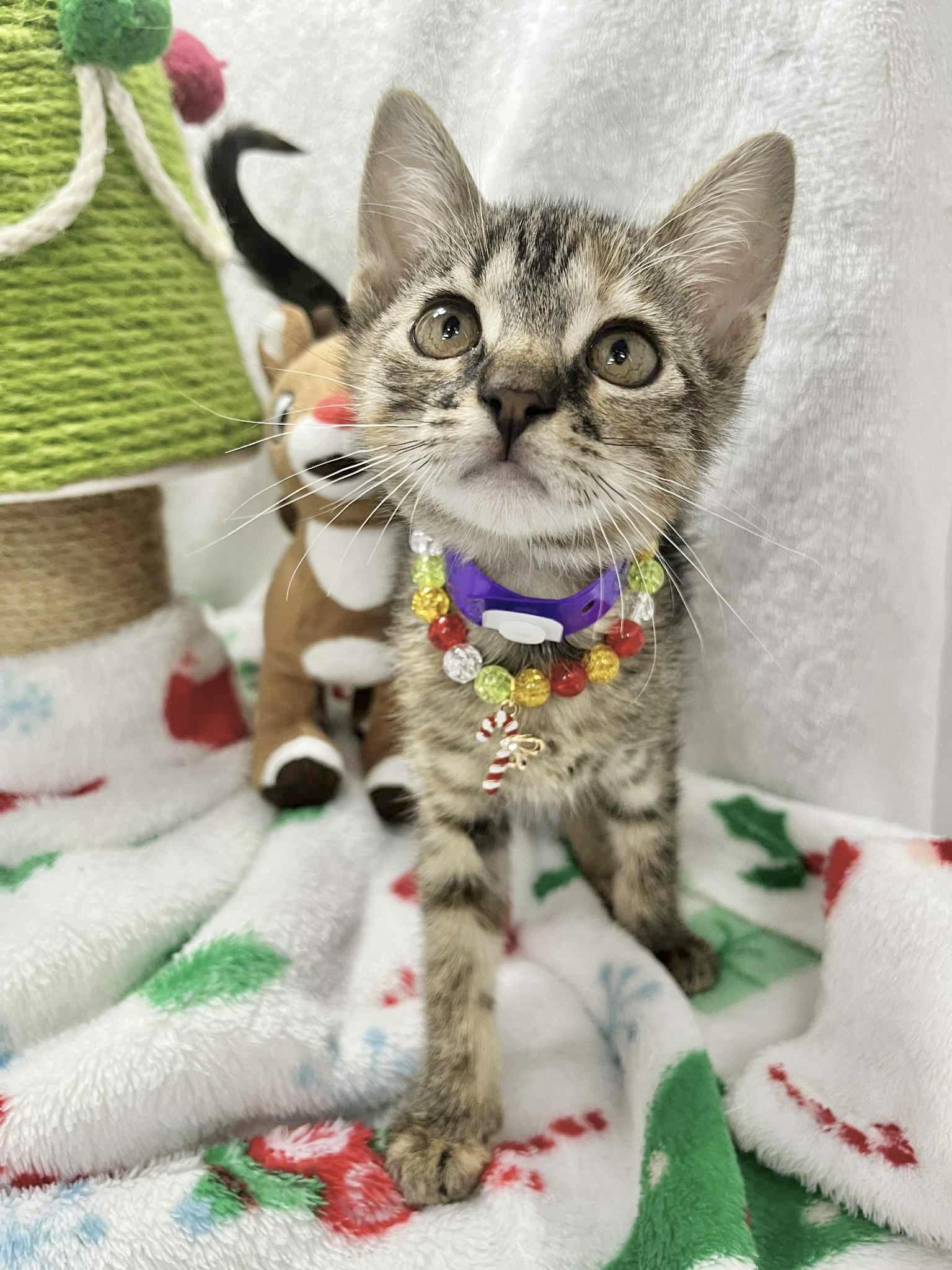 Mia, Adoptable, Kitten Female Tabby.