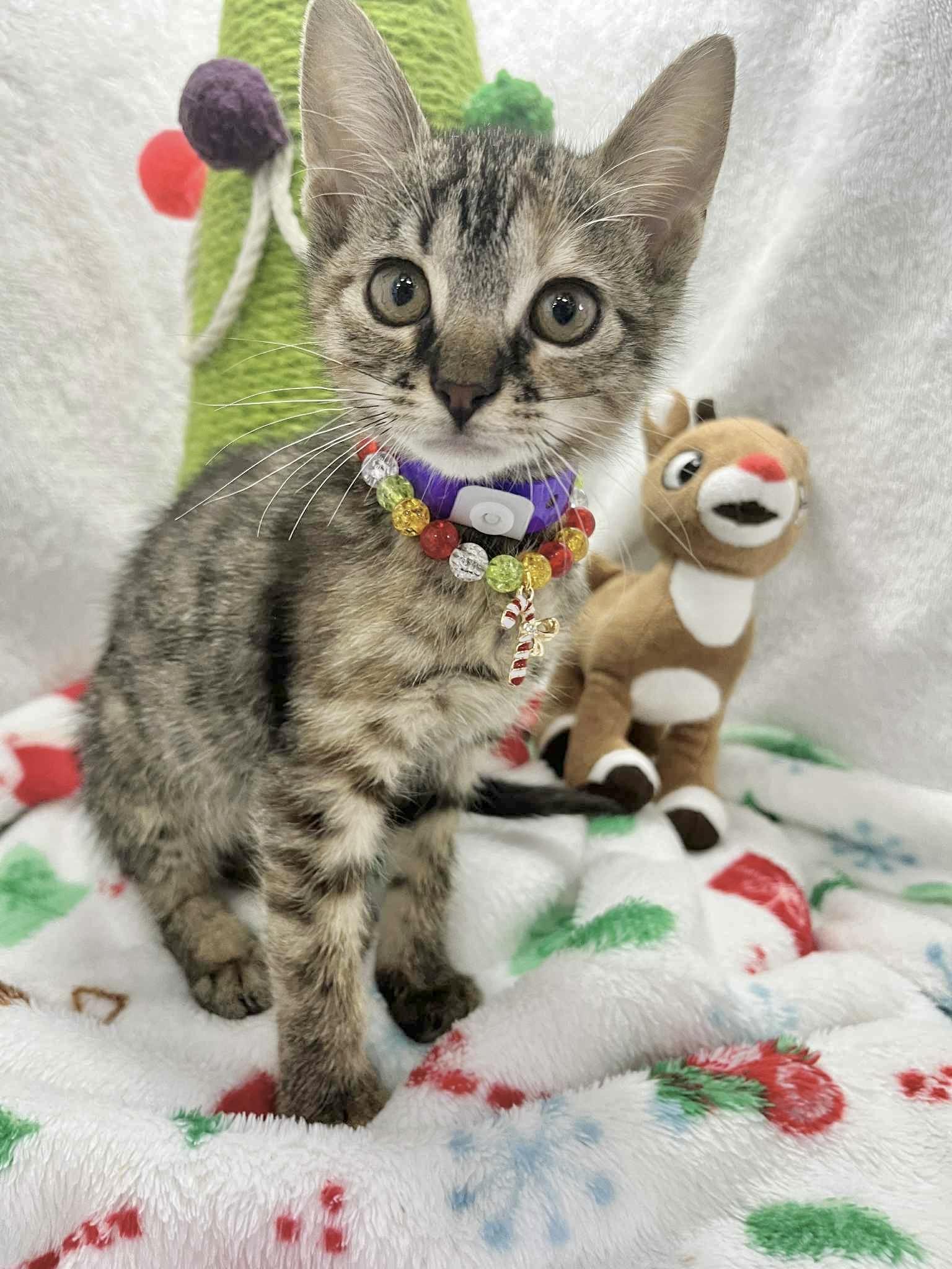 Enlarge Mia, a Adoptable Tabby in Tavares, FL image 3/4