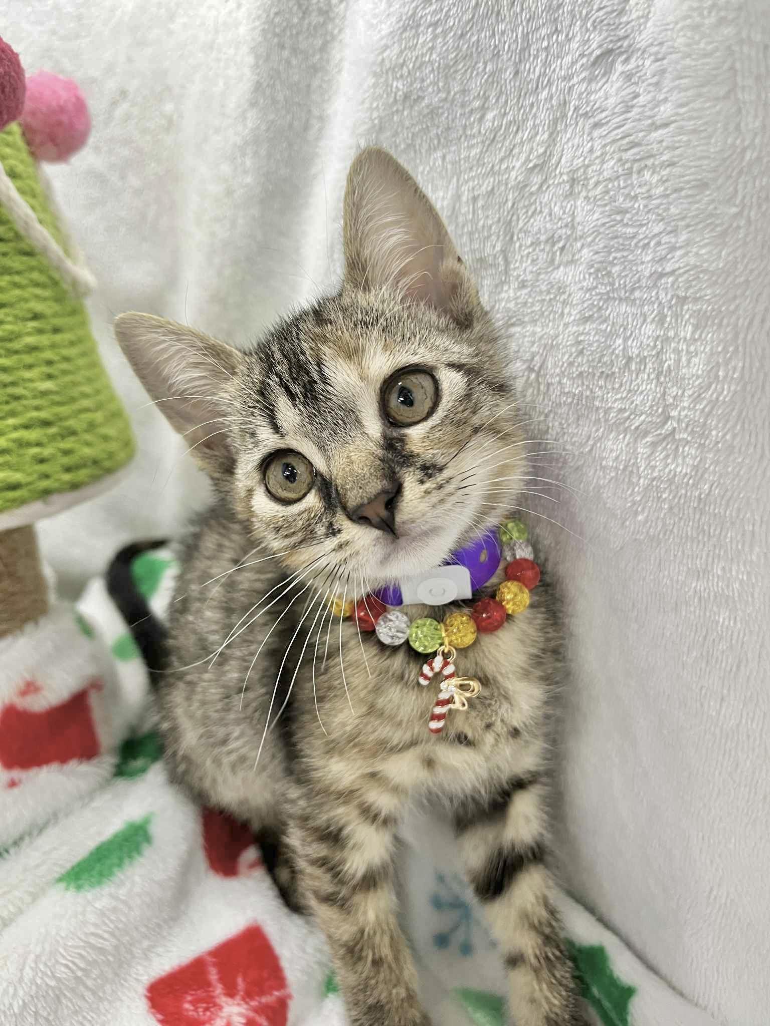 Enlarge Mia, a Adoptable Tabby in Tavares, FL image 4/4