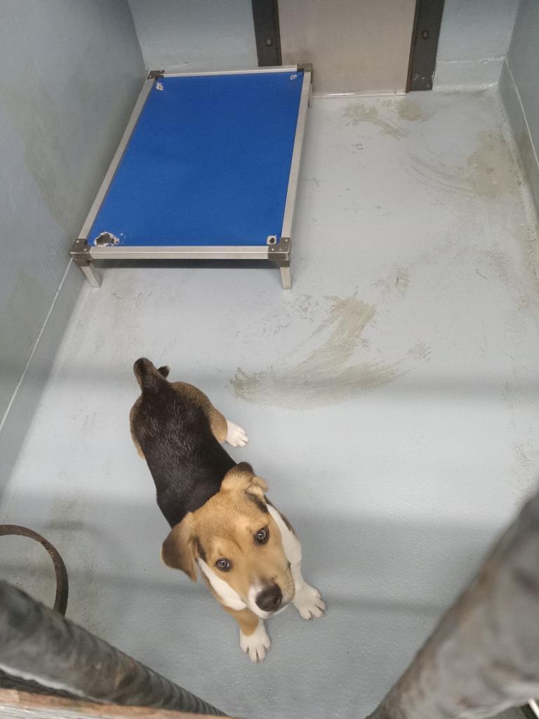 Brian, Adoptable, Puppy Male Mixed Breed.