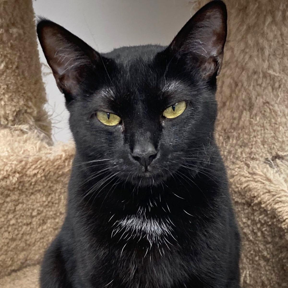 Enlarge Cole, a ADOPTABLE Domestic Short Hair in Manhattan Beach, CA image 3/5