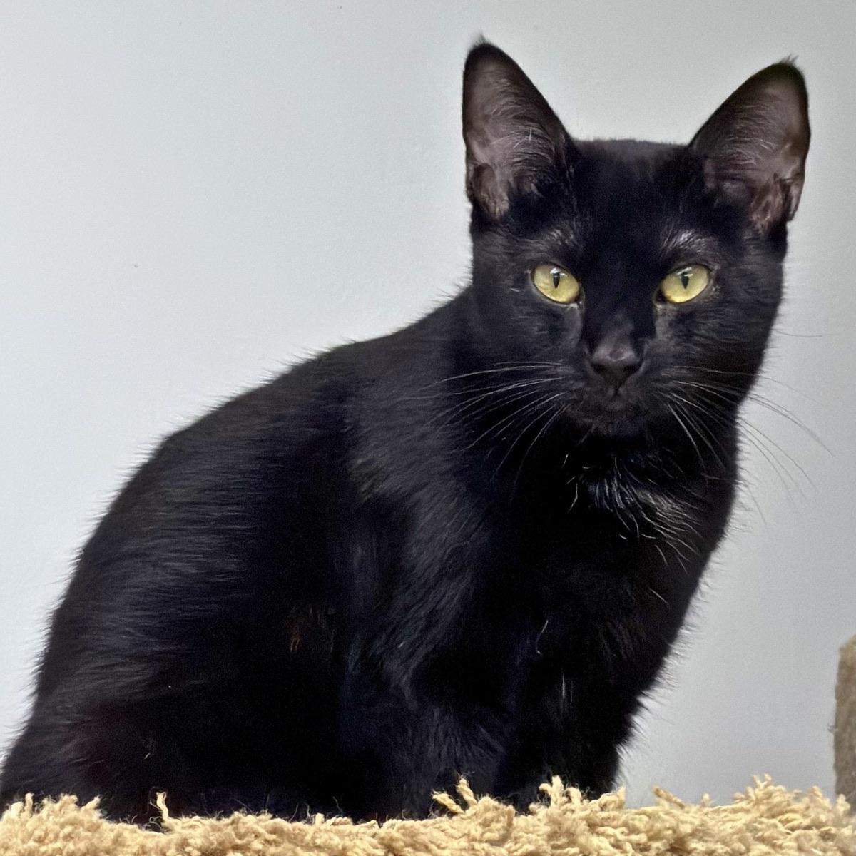 Cole, ADOPTABLE, Adult Male Domestic Short Hair.